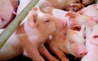 猪的正常体温是多少度，不同生长阶段的猪只体温不同