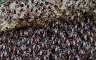 哪些蜜蜂产出的蜂蜜品质最好，包括中蜂、意蜂、黑蜂等品种