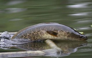 丸世8号鱼钩适合钓哪种鱼，适合钓黄颡鱼、黑鱼等