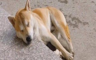 狗狗可以喝酸奶吗,狗狗是可以喝酸奶的