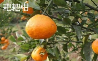 粑粑柑和沃柑对比,粑粑柑的果肉和果皮容易分离