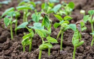豆角刚发芽能不能浇水，如果土壤过于干燥便可浇水