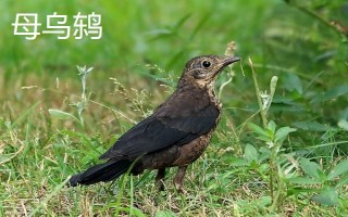 乌鸫幼鸟何时才能手养,破壳5天左右即可手养
