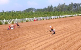 大白菜可以一年四季种植吗，大白菜一年四季都能种植