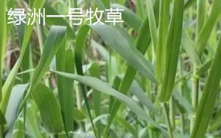 绿洲一号牧草与巨菌草的区别，产量和粗蛋白含量均不同