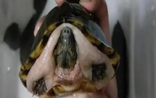 剃刀龟水肿能否自己恢复，器官受损或病变需进行药物治疗