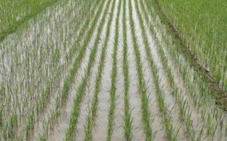 盐两优9111水稻种简介,每亩有效穗16.2万