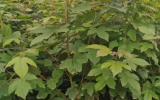 三角枫的种子育苗技术，应选用当年采收的种子播种