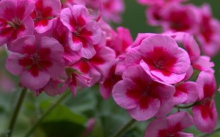 天竺葵的花语,花语与颜色、种类有关