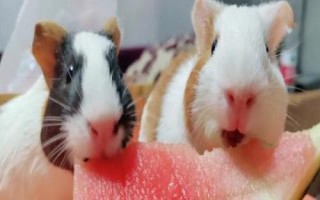 荷兰猪可以吃西瓜吗，可以吃少量的西瓜瓤和大量的西瓜皮