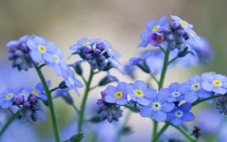 勿忘我的盆栽方法，开花前追施磷钾肥可促进花朵开放