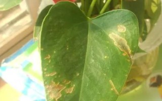 红掌水养多少天换水，可以每隔三天换一次水