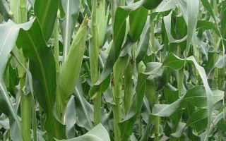 博信212玉米种简介，夏播生育期106天