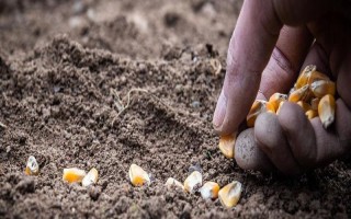 玉米的播种深度,4-5厘米比较合适