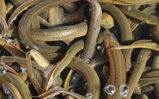 种植茭白怎么套养黄鳝，育苗1个月左右再放养鳝种