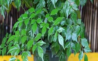 幸福树怎么繁殖，可采取播种、扦插、压条等方法