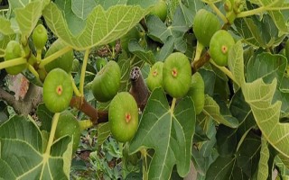 无花果的种植前景，当前市场需求大前景可观