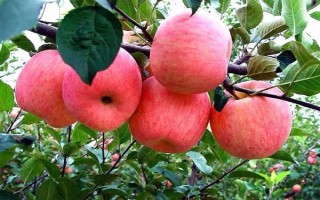 响富苹果品种简介，其优质果率高达90%以上