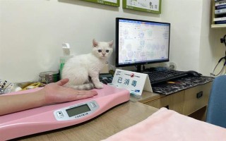 猫舔了碘伏的后果，可能出现食欲不振、精神萎靡、呕吐腹泻等症状