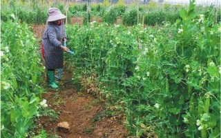 怎么种豌豆苗，9月份到次年的2月份都可种植