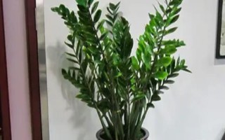 金钱树的养殖方法，每隔半个月追施一次肥料