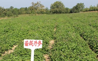 种植中药材不能用什么肥料，具有腐蚀与毒害作用、含有有害离子的肥料均不能使用