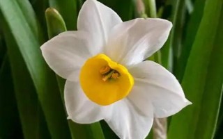 水仙花会在几点开放,一般为晚上7-8点