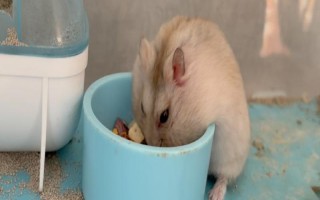 如何判断仓鼠是否怀孕，腹部会有明显的隆起