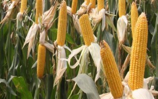 金博士705玉米种子特征特性，高抗茎腐病