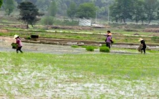 谷雨节气的农事谚语,要想庄稼好、管理要趁早