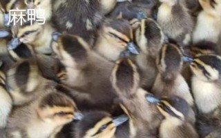 优质鸭苗品种介绍，品种众多各有特点