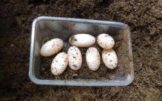 金钱龟苗怎么养殖，定时定量投喂饲料