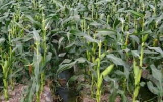 吉新317玉米种子特点,中等肥力以上地块栽培