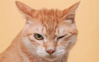 猫瞳孔为什么会变大变小,会因为不同的心情而改变