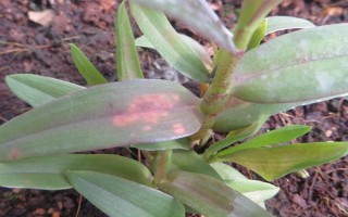 玫瑰石斛怎么养殖，生长期每隔10-14天浇一次水