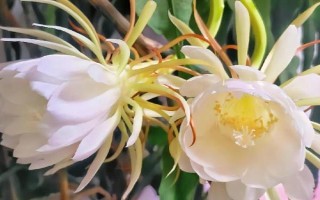 昙花的花苞长在哪里，侧枝上面的花苞可开出花朵