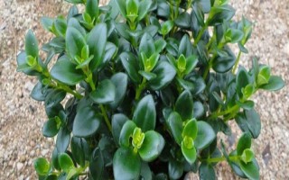 金鱼吊兰的换盆方法，换盆的前三天要暂停浇水