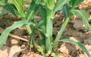 粘玉米的田间管理方法,在4-5片叶时开始定苗