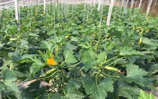 大棚西葫芦化瓜是什么原因，可能是授粉不良所致