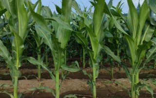 玉米拔节期到喇叭口期需要多久，通常需要30天左右