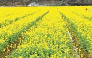 油菜农历什么时候播种，四月份或九月份播种