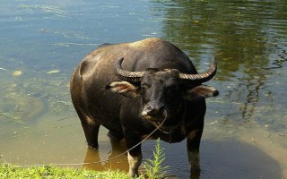 黄牛和水牛有什么区别，外形、体型、习性均不同