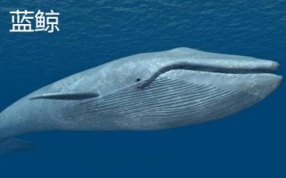 鲸鱼的种类大全，并不属于鱼类