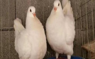 元宝鸽子的养殖方法，以植物种子为主食