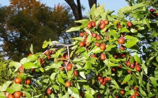 枣树的种植技术,一般分为春栽和秋栽