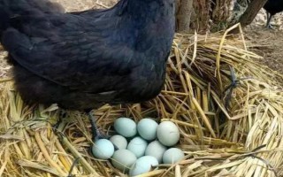 鸡下蛋后为什么要叫，是为了表达兴奋、高兴的情绪