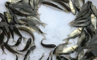 黑鲫鱼苗的价格,价格受产地、规格等影响