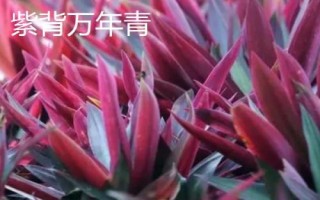 万年青的繁殖方法，可分株、扦插或者播种繁殖