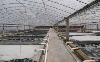 大棚养虾的成本和利润，一亩池塘的净利润为22000元左右
