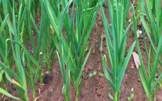 韭菜根蛆的危害，会危害鳞茎
